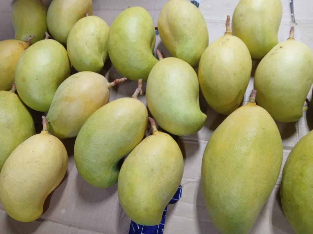 Fresh Mangoes