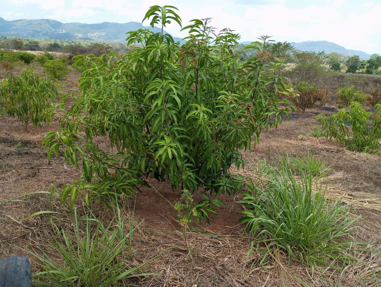 TJC Mango Plant