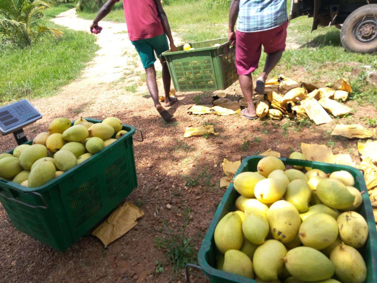 Premium Mango Fruits