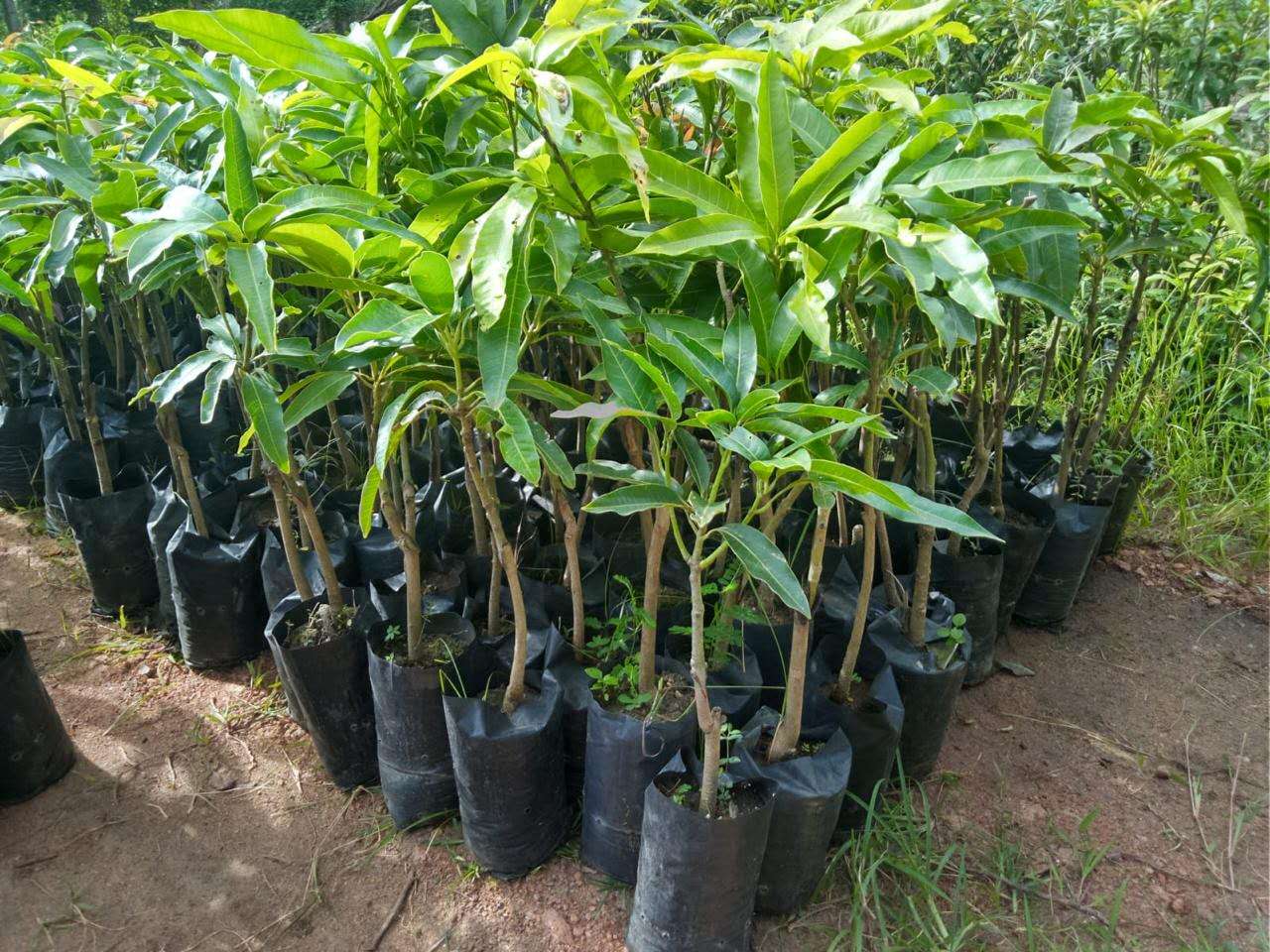 Mango Plants