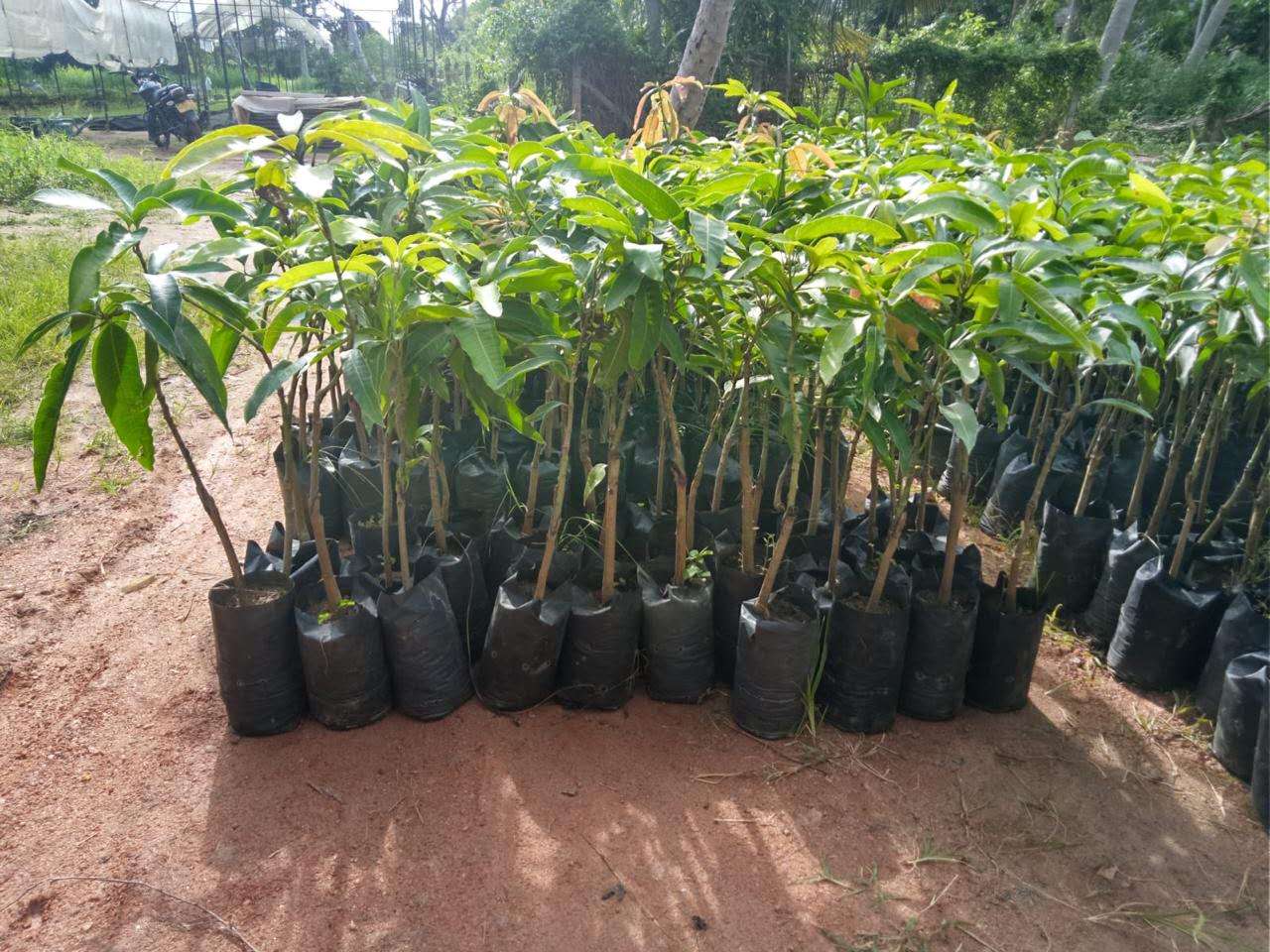 Mango Plantation